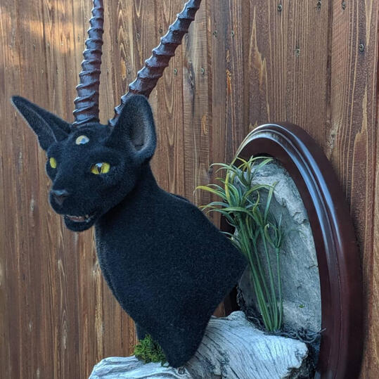 The Sorcerer&#39;s Cat