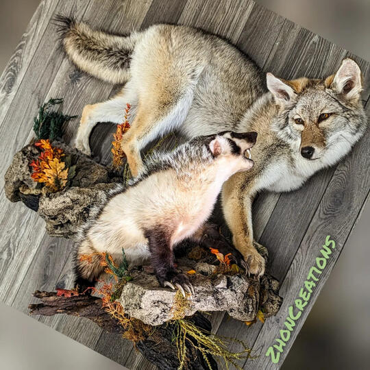 Coyote and Badger