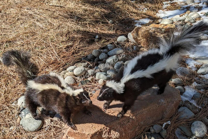 Amaranth and Larkspur